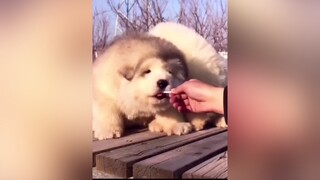 Trời ơi nó như cục bông ấy ạ chó chócon chó_cưng yeuchomeo dog uocduoclenxuhuong