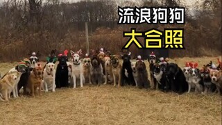 那些美好的动物视频！