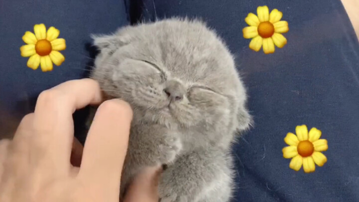 There is a smiling kitten~