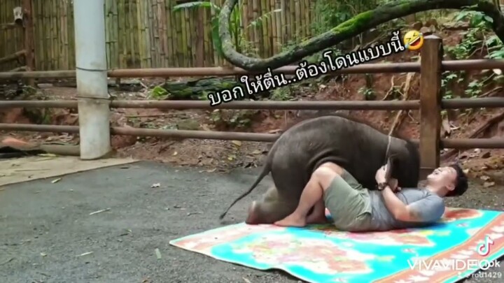 น้องตะวันคือช้างประสมลิง