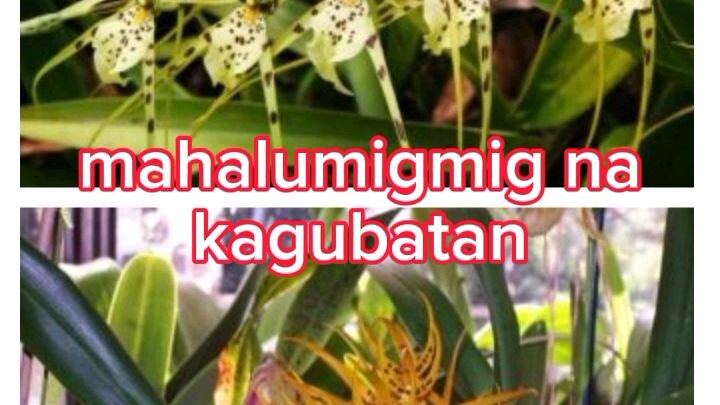 brassia orchids