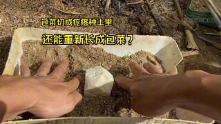 هل يمكن لكرنب الملفوف الذي تم تقطيعه إلى قطع صغيرة وزرعه في التربة أن ينمو من جديد؟