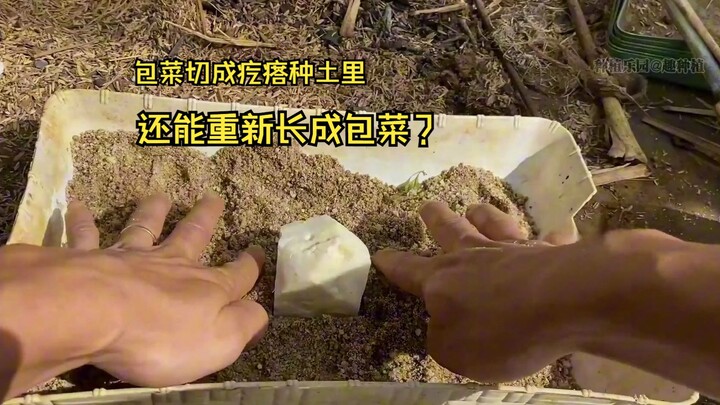 هل يمكن لكرنب الملفوف الذي تم تقطيعه إلى قطع صغيرة وزرعه في التربة أن ينمو من جديد؟