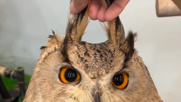 Playing with Owl Cheetos