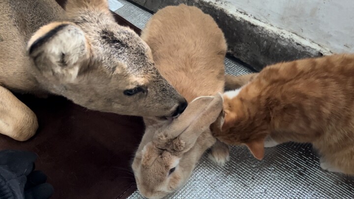 ตีสองด้าน