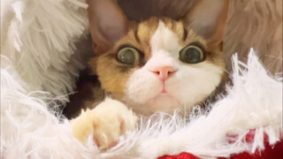 There's always someone gossiping about us behind our backs, calling us "foolish"! But we're not "foo