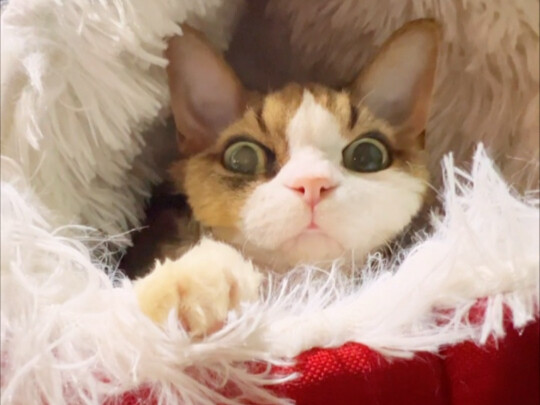 总有人在背后蛐蛐俺们：说俺们傻！俺们那是“呆”不是“傻”…哼！