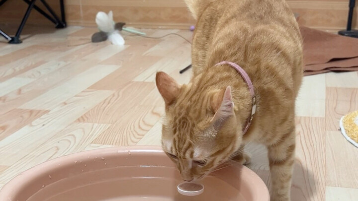 包被：等我喝完这盆水就能吃到猫条了