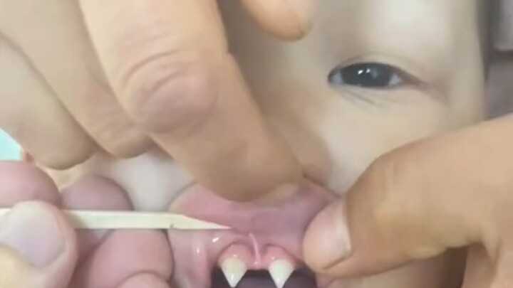 The little boy has two very rare teeth.
