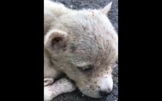 Sebenarnya itu adalah seekor anjing yang lucu