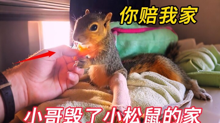 The young man accidentally destroyed a little squirrel’s home while chopping down a tree, and out of