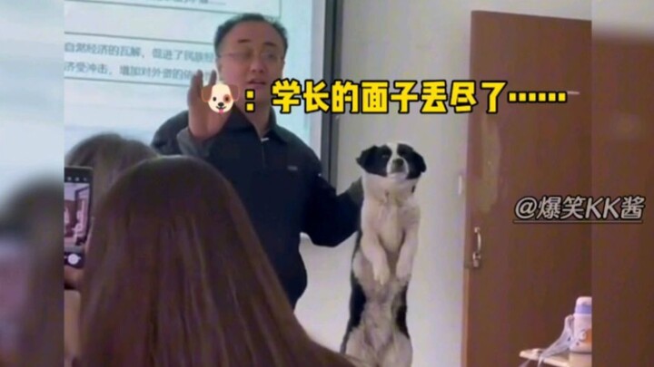 《大学里面的狗学长~》