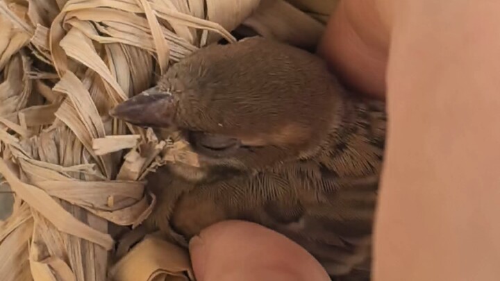 Little sparrow pretends to sleep while secretly glancing around ⊙︿⊙