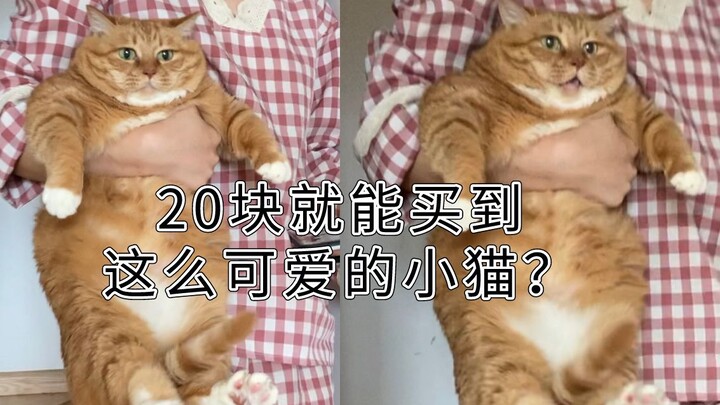 这就是20块钱买来的便宜猫吗？