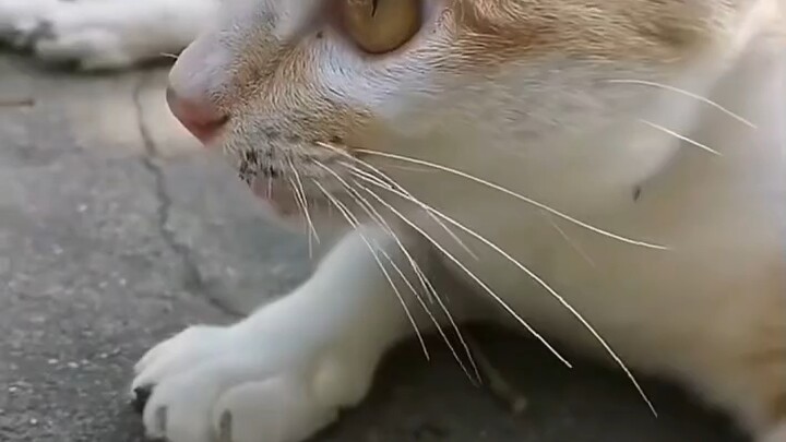 ตอนพาแมวเดินเล่นก็ระวังกันหน่อยนะ (เพิ่มเติม)