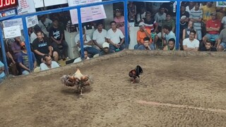 Berdugo Blueface Hatch x Lemon