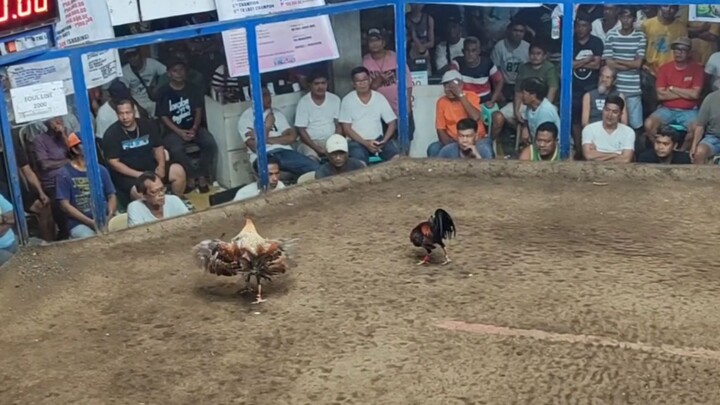 Berdugo Blueface Hatch x Lemon