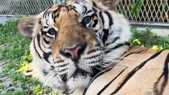 Pengurus kebun binatang main-main dengan telur harimau, si bayi harimau sampai nggak bisa berkata-ka