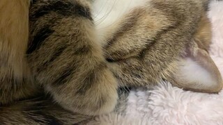 Listen to this snoring sound!