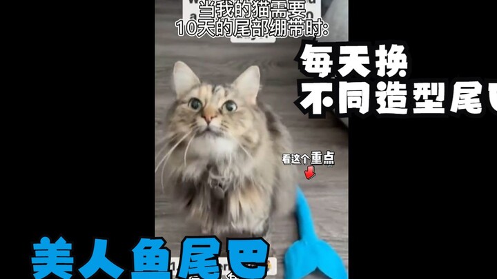 The cat’s tail needs to be bandaged for 10 days, and her owner gives her a different hairstyle every