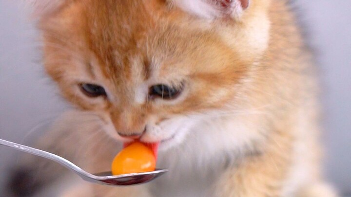 ลูกแมวน้อยกินไข่เต่า หนึบหนับอร่อยแถมยังมีคุณค่าทางโภชนาการสูง!