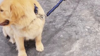 Never take your dog to the sales department to view a house, otherwise you will be distraught as soo