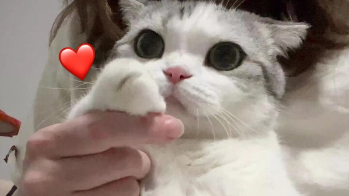 Masuk dan terima ciuman melayang dari si kucing kecil!