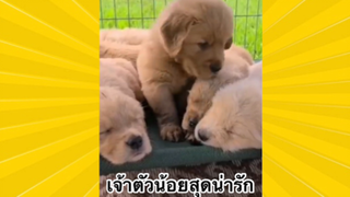 สัตว์เลี้ยงเพื่อนขนปุย : เจ้าตัวน้อยสุดน่ารัก