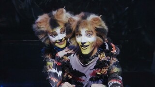 Cats em Portugal - 2023