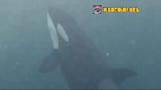 “Orcas: The Secret Rulers of the Ocean’s Food Chain 🔪🐋”
