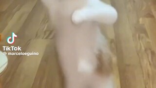 The Cutest Cat's On the internet today 😺