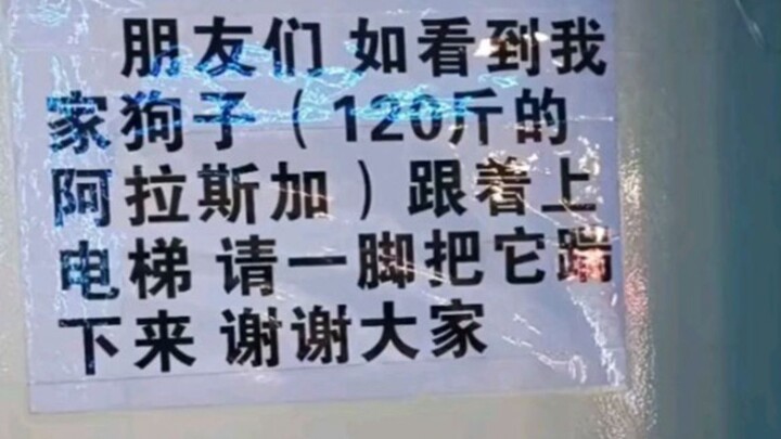 Dog: These past couple of days are so weird—why are people I know and don’t even know all kicking me