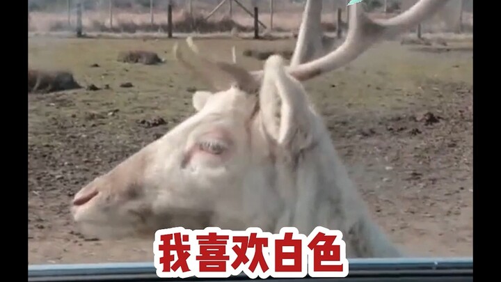 วัว: ถ้าคุณหนีบหัวฉัน คุณจะเรียกตัวเองว่าอะไร?