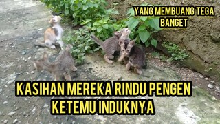Kondisi Anak Kucing 4 Ekor Yang Di Buang Orang Jahat Di Jalanan Sedih Pengen Nyusu Induknya..!