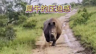 Rhinos are very strong, but they are not without rivals. Come and feel the oppression of rhinos.