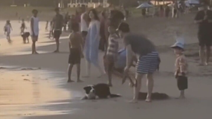 น้องหมาขี้เข้าสังคมตัวหนึ่งบนชายหาดชวนคนแปลกหน้าเล่นโยนบอลด้วยกัน สร้างความสนุกสนานให้ทุกคน น่ารักสุ