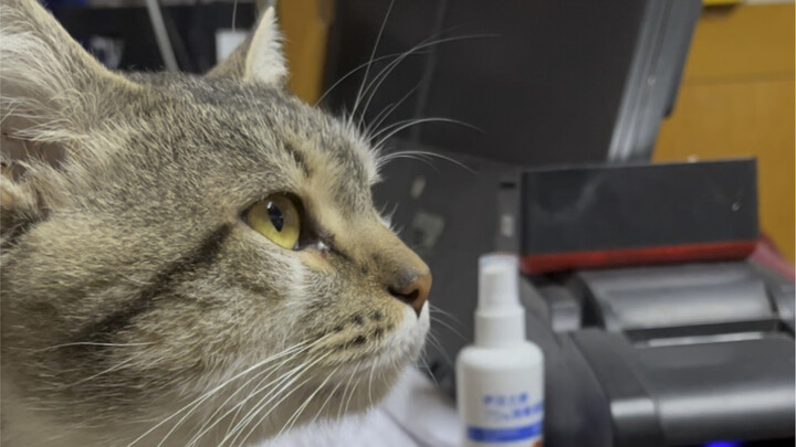 ต่อหน้าหมอ ฉันแกล้งแมวของเขาเลย!