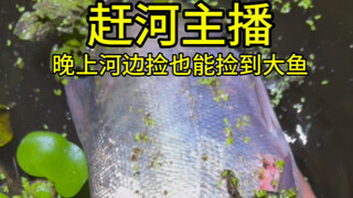 咸鱼赶河户外摸鱼逮虾  一起来看看今天赶河的收获吧