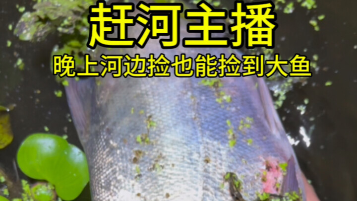 Catching Fish and Shrimp Outdoors by the Stream—Let's Check Out Today's River Catching Results Toget