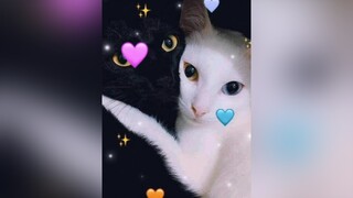đạn vô hộng á 😤danvohong cutebaby cutebaby nganha meocute