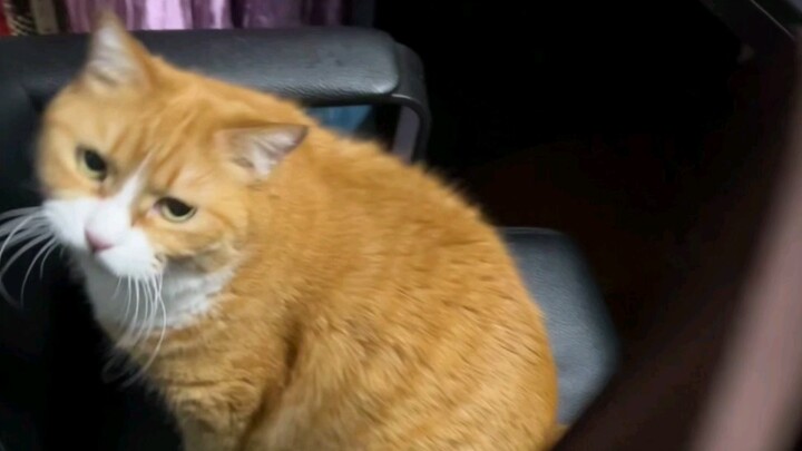 Tiểu Mi: Cô Giang, lần sau có thể mua cái ghế to hơn một chút được không? Cháu muốn ngồi cạnh cô.