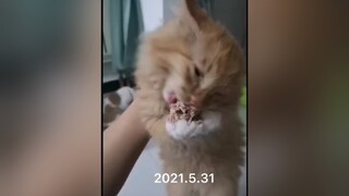 Em mèo khóc vì rơi thức ăn giờ đã lớn lắm rồi😄 con mèo béo mèo cute Hello2022