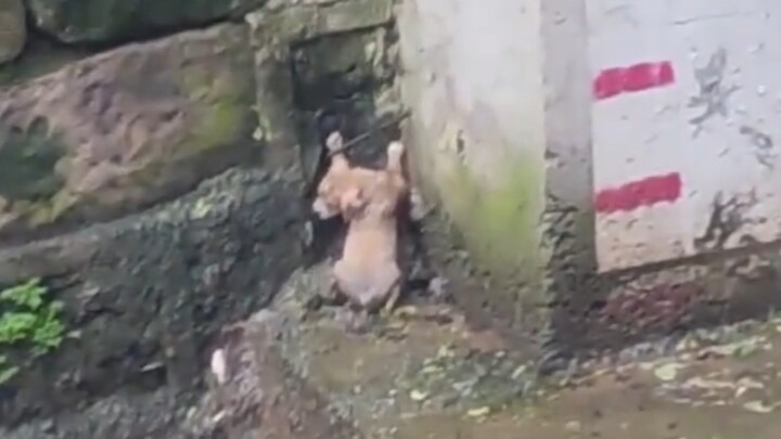 It’s an unlucky puppy, but it’s also a lucky puppy.