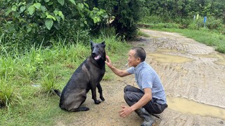 An older man raised a dog that looks just like a wolf; someone offered 10,000 yuan to buy it, but he