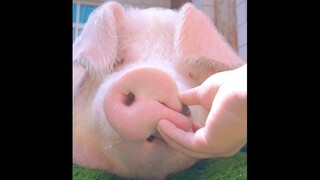 Exquisite Pig Online will help you get rid of the smell of class! The smell of class disappears!