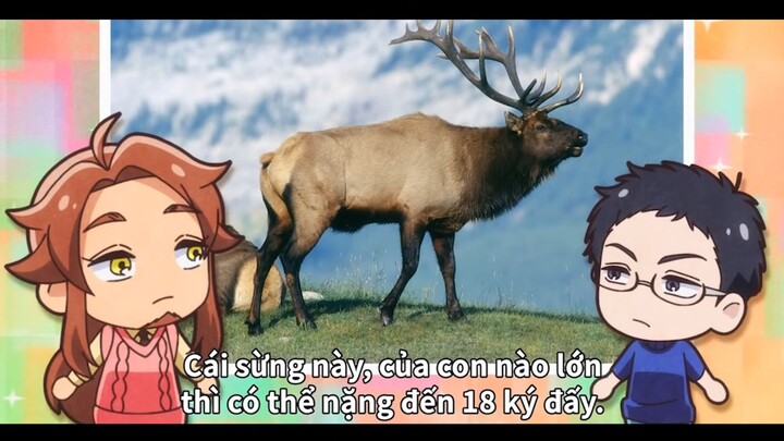 Cặp sừng chiến đấu anh dũng của loài vật #anime