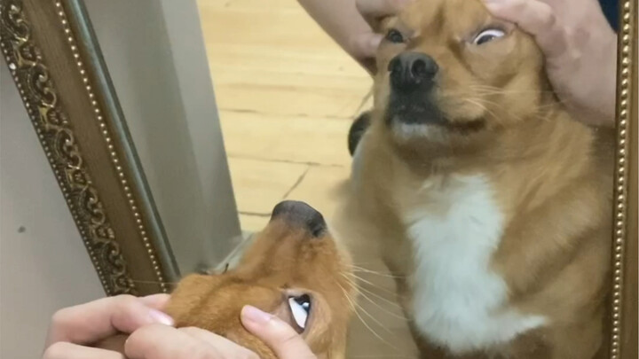 Are dogs as narcissistic as humans?