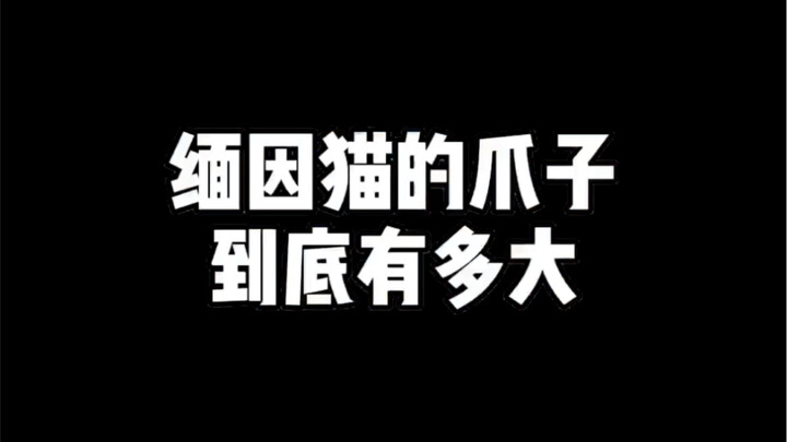 คุณคงนึกไม่ถึงเลยว่าเจี๋ยวของแมวเมนคูนจะใหญ่ขนาดไหน!