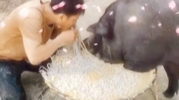 Lợn: Không phải đâu anh bạn, anh thực sự làm thật à #videohài hước