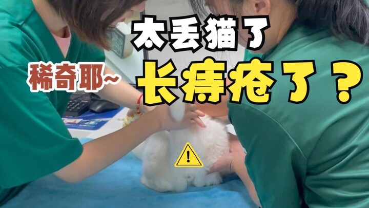 So embarrassing—my cat actually got hemorrhoids!